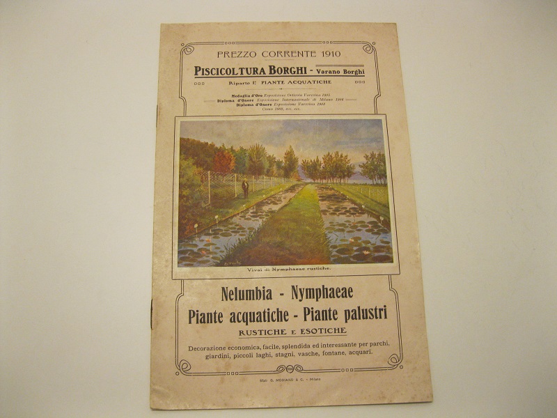 Piscicoltura Borghi. Varano Borghi. Nelumbia, Nymphaeae, piante acquatiche, piante palustri rustiche ed esotiche. Decorazione economica, facile, splendida ed interessante per parchi, giardini, piccoli laghi, stagni, vasche...